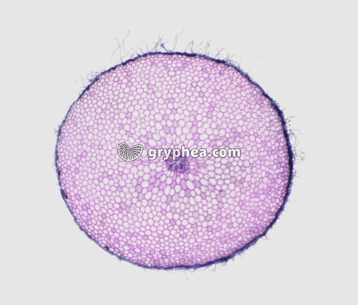 Racine de Ficaire jeune (avec poils absorbants) CT x10 - gryphea.com